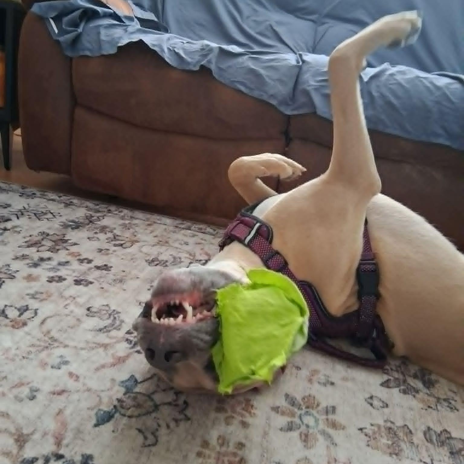 Enlarge Bosley, a ADOPTABLE mixed breed in St Thomas, ON image 3/4