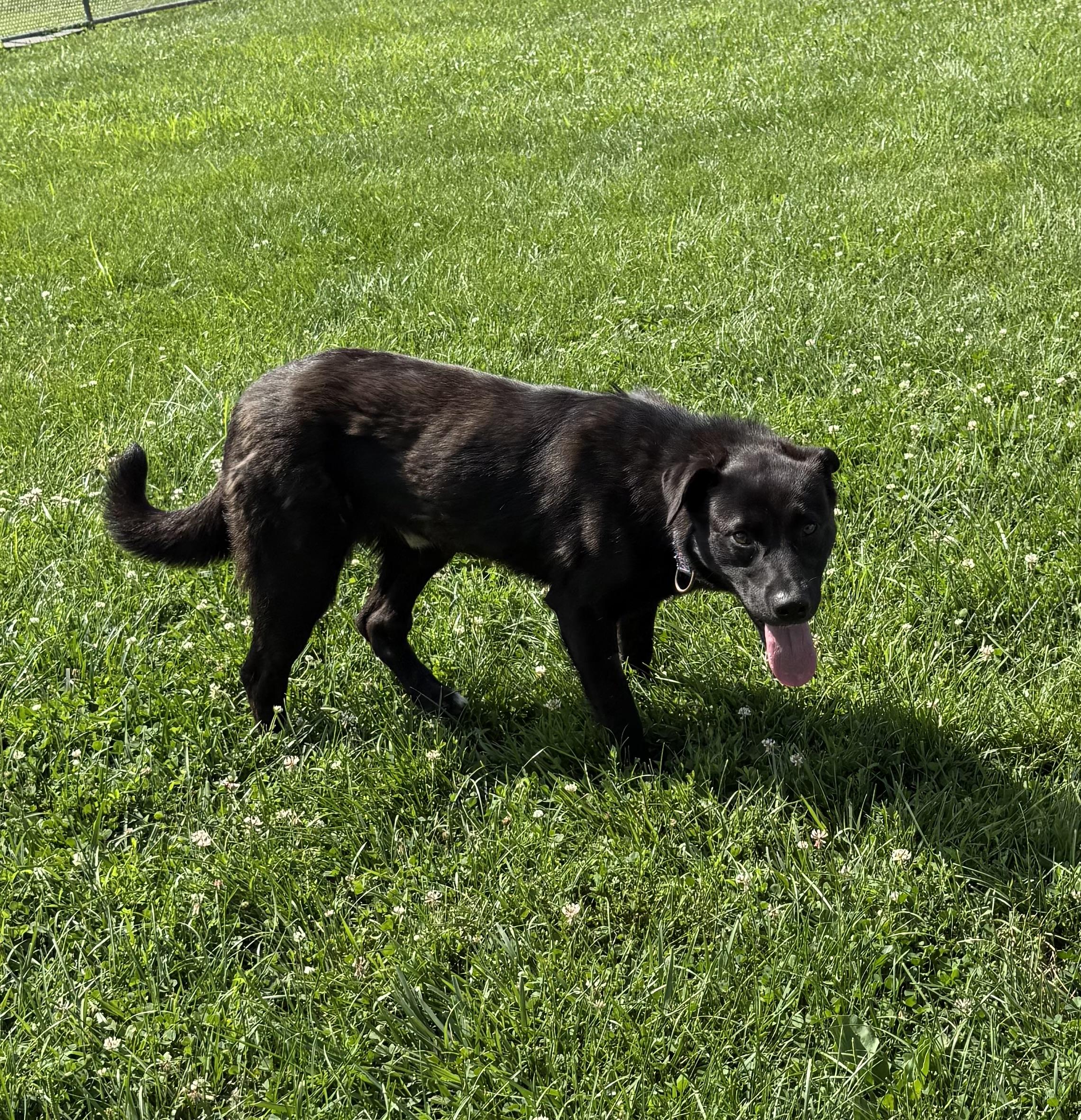 Jack, ADOPTABLE, Adult Male Labrador Retriever.