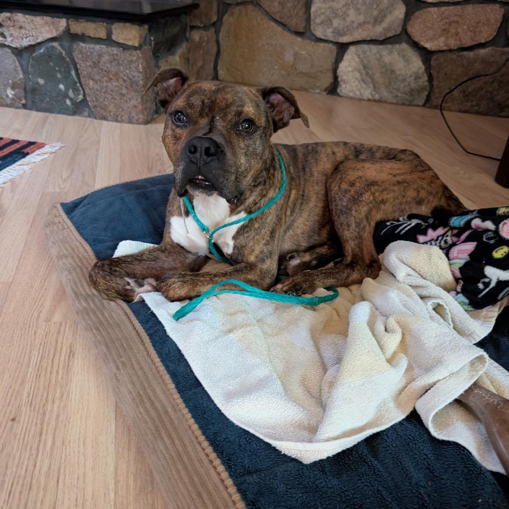 Thor, Adoptable, Adult Male Pit Bull Terrier & Boxer.