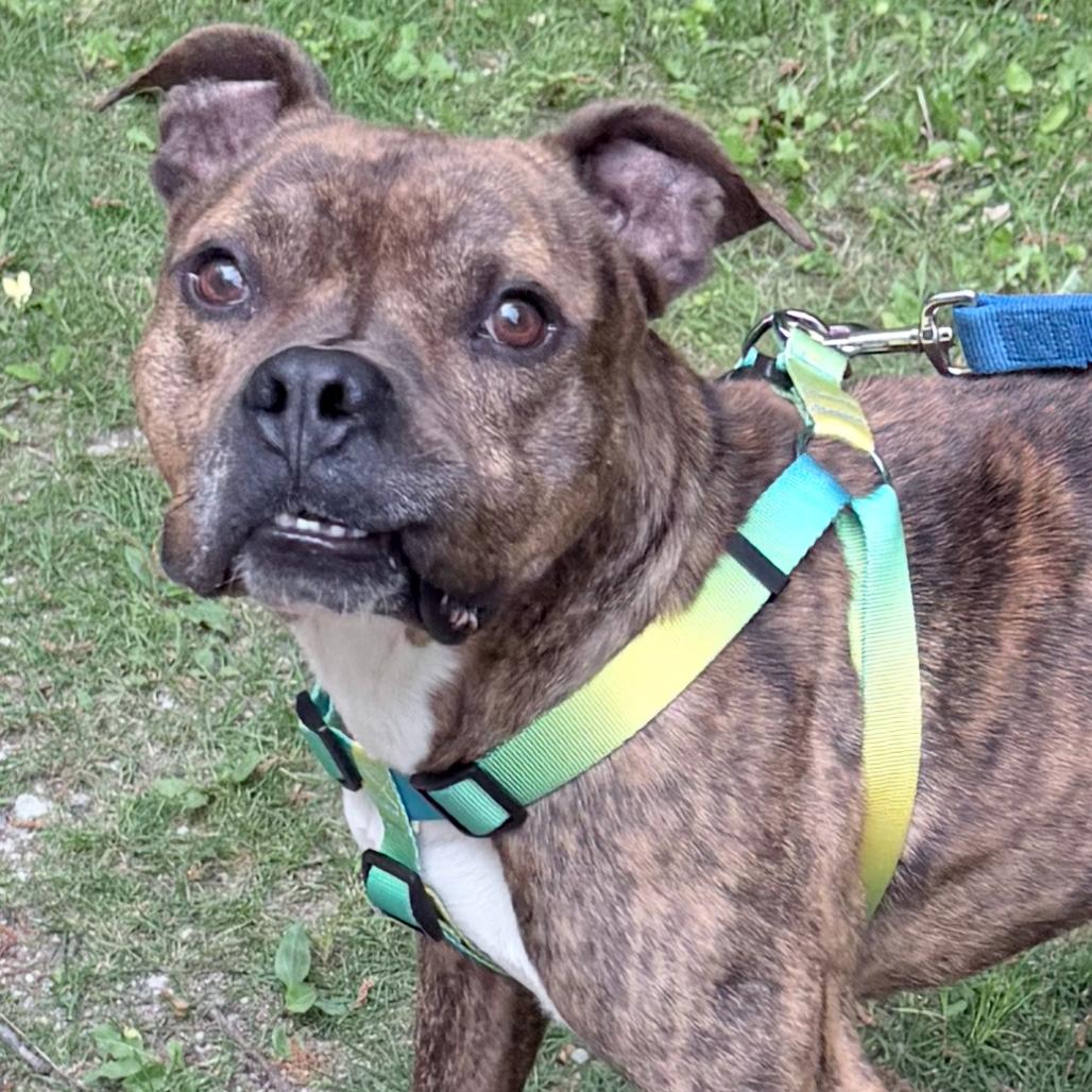 Thor, a Adoptable mixed breed in Northville, MI image 2/6
