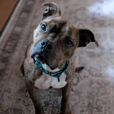 Enlarge Thor, a Adoptable mixed breed in Northville, MI image 3/5