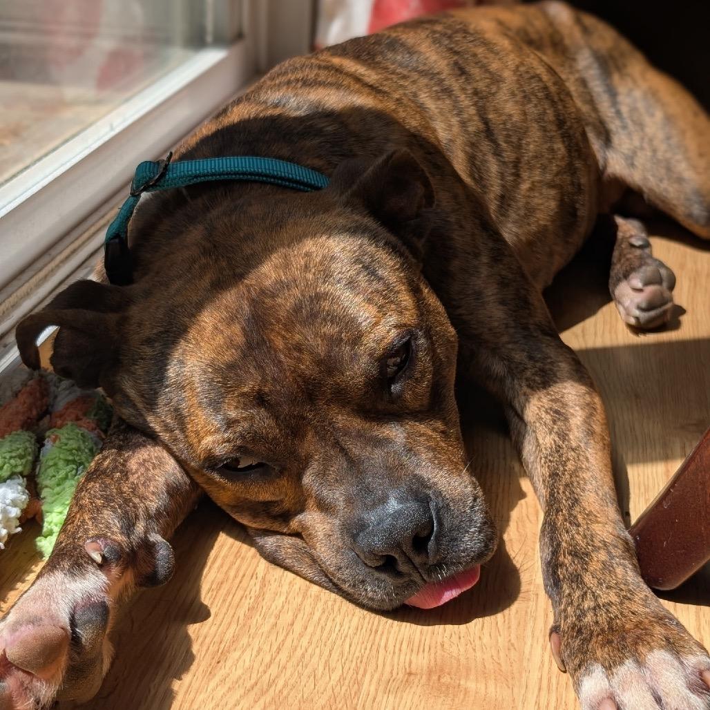 Thor, a Adoptable mixed breed in Northville, MI image 3/6