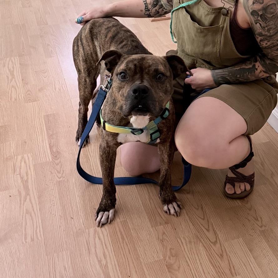 Thor, a Adoptable mixed breed in Northville, MI image 4/6