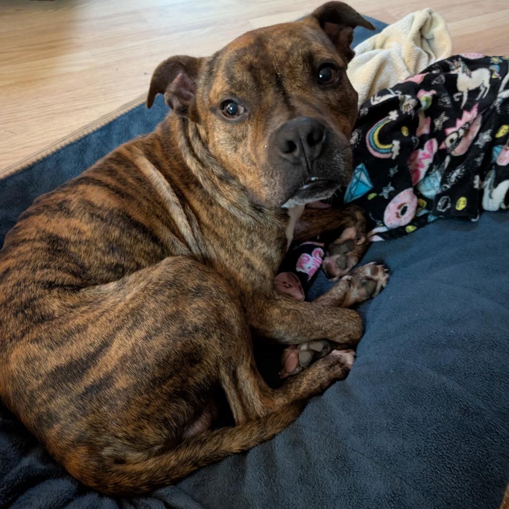 Thor, a Adoptable mixed breed in Northville, MI image 5/6