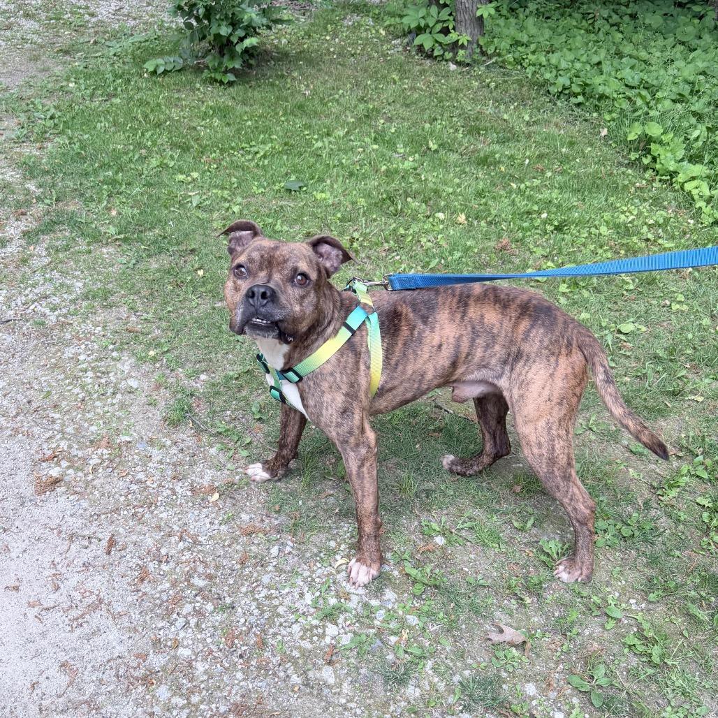 Thor, a Adoptable mixed breed in Northville, MI image 6/6
