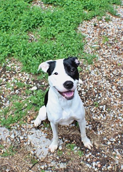 Enlarge Sadie, a Adoptable mixed breed in Morton Grove, IL image 1/1