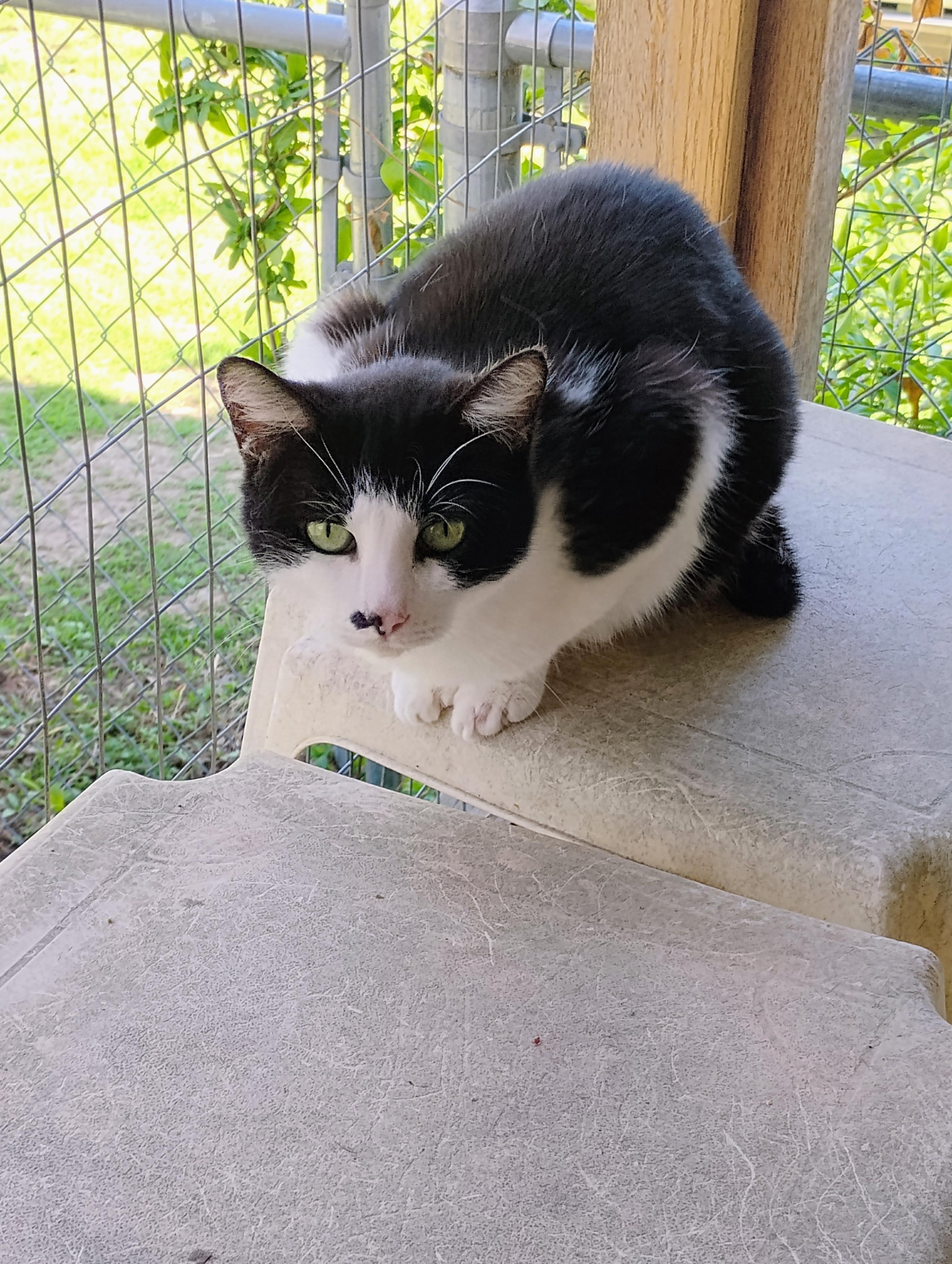 NAOMI, Adult Female unknown
