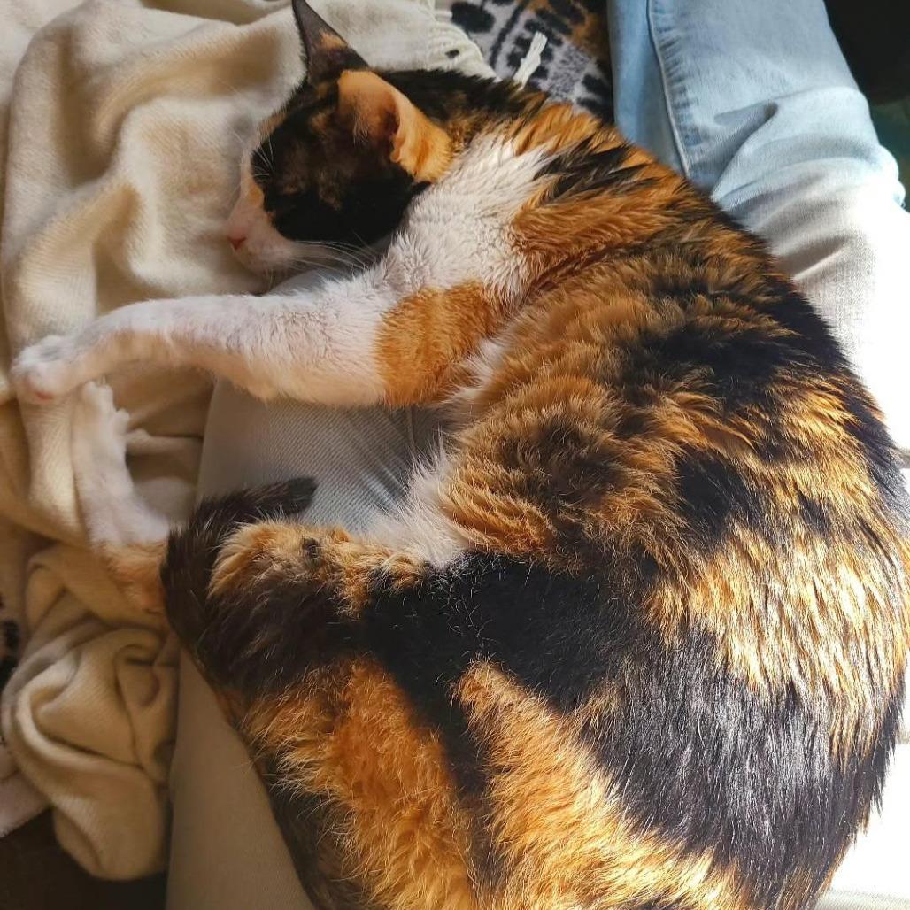 Enlarge Sugar, a Adoptable Domestic Short Hair in Fairfax, VA image 1/6