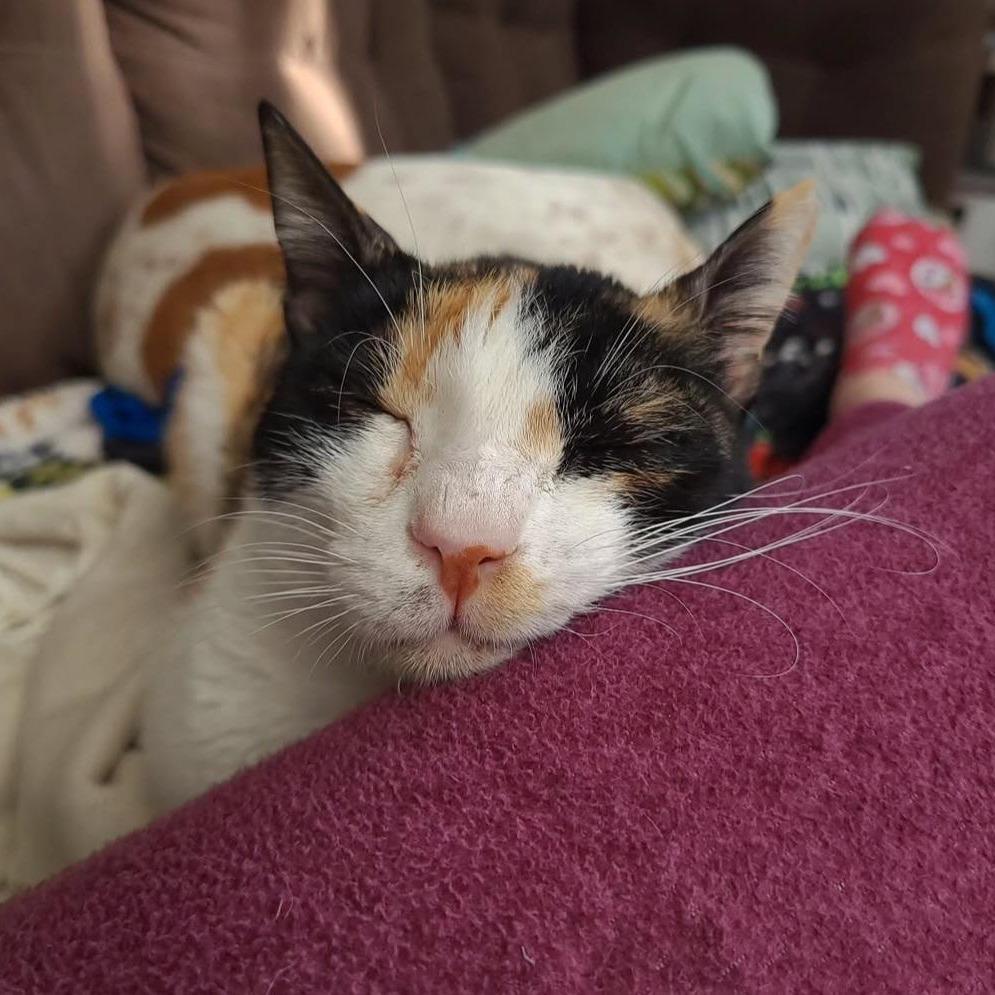 Enlarge Sugar, a Adoptable Domestic Short Hair in Fairfax, VA image 2/6