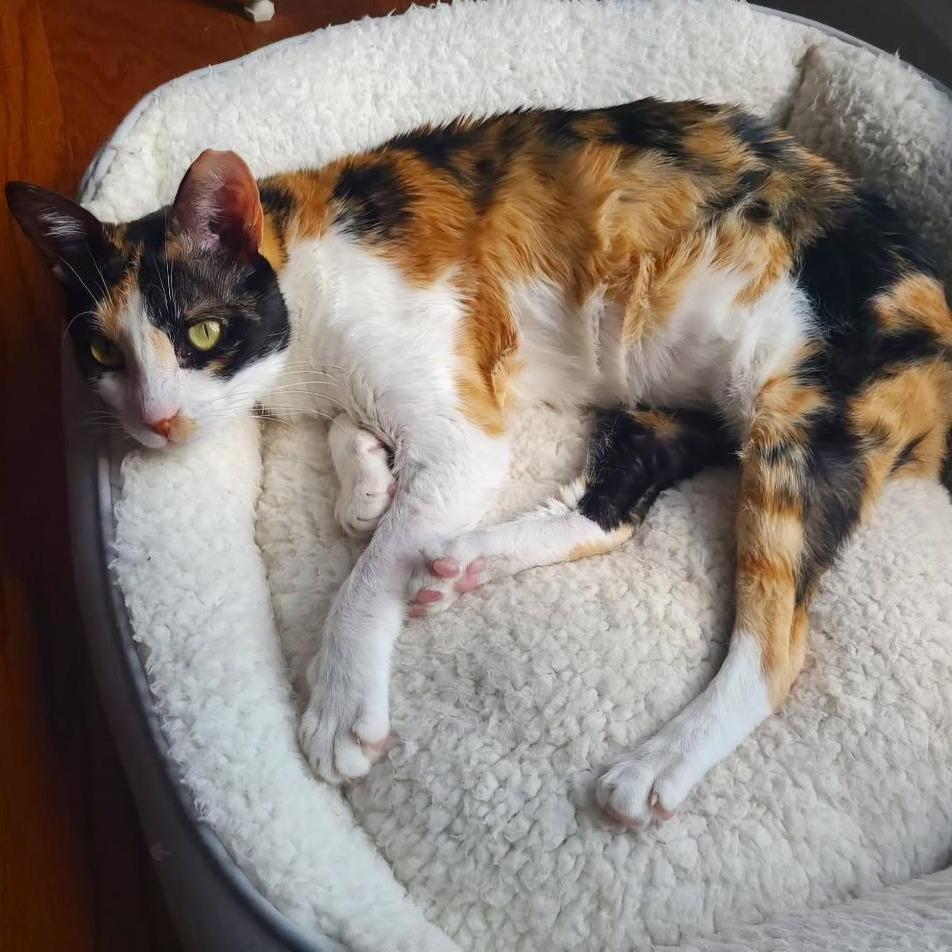 Enlarge Sugar, a Adoptable Domestic Short Hair in Fairfax, VA image 3/6