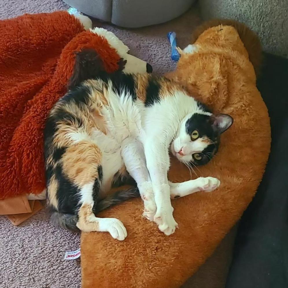 Enlarge Sugar, a Adoptable Domestic Short Hair in Fairfax, VA image 4/6