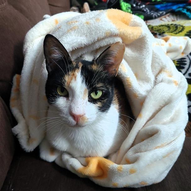 Enlarge Sugar, a Adoptable Domestic Short Hair in Fairfax, VA image 2/2