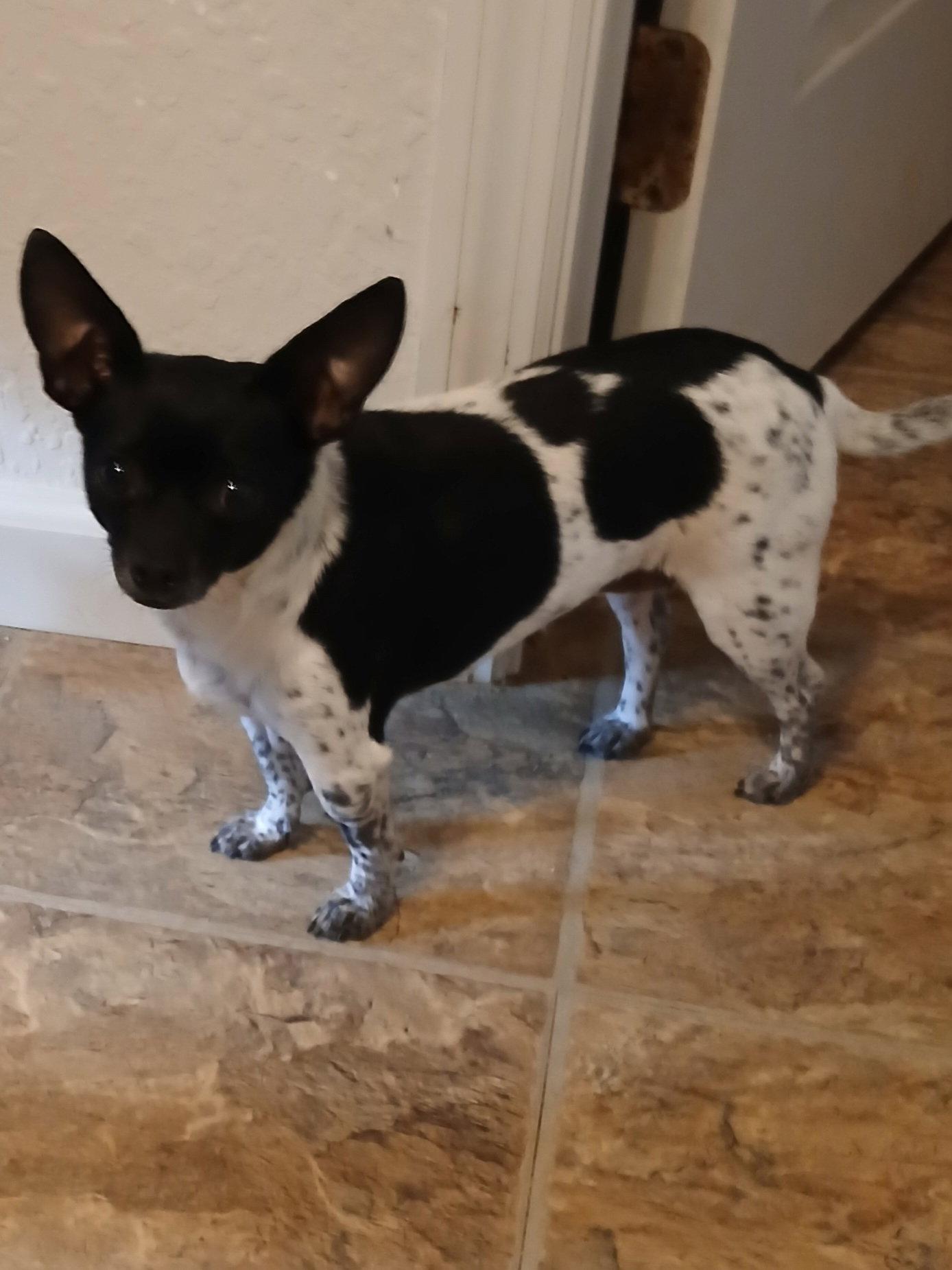 DeeDee, Adoptable, Young Female Chihuahua.