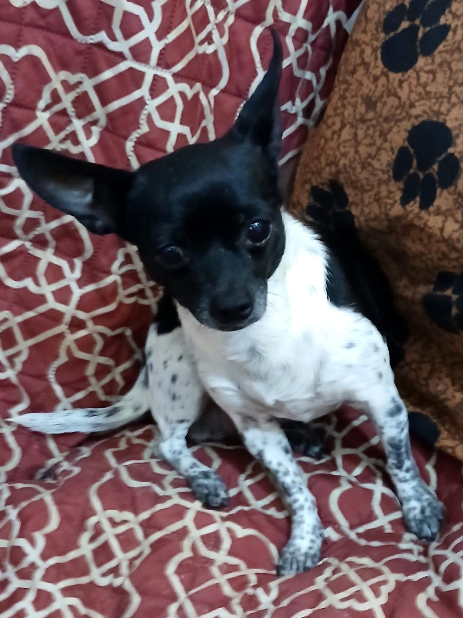 Enlarge DeeDee, a Adoptable Chihuahua in Eastman, GA image 2/3