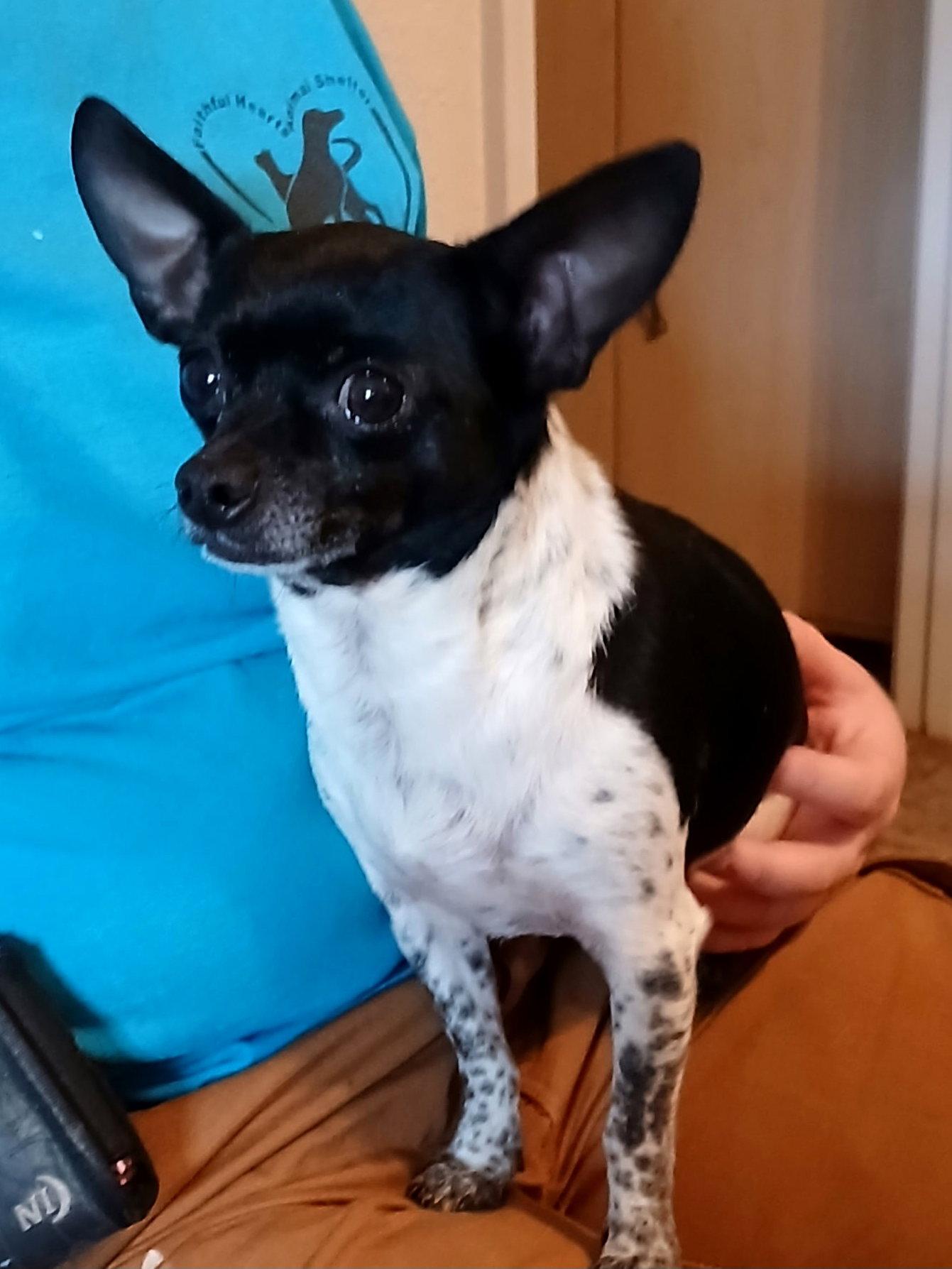Enlarge DeeDee, a Adoptable Chihuahua in Eastman, GA image 3/3