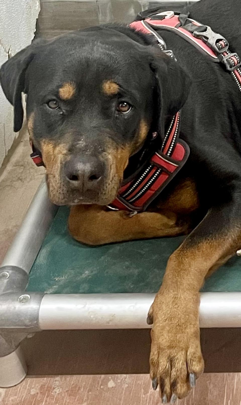 Shelby, a Adoptable Rottweiler in Thatcher, AZ image 1/2