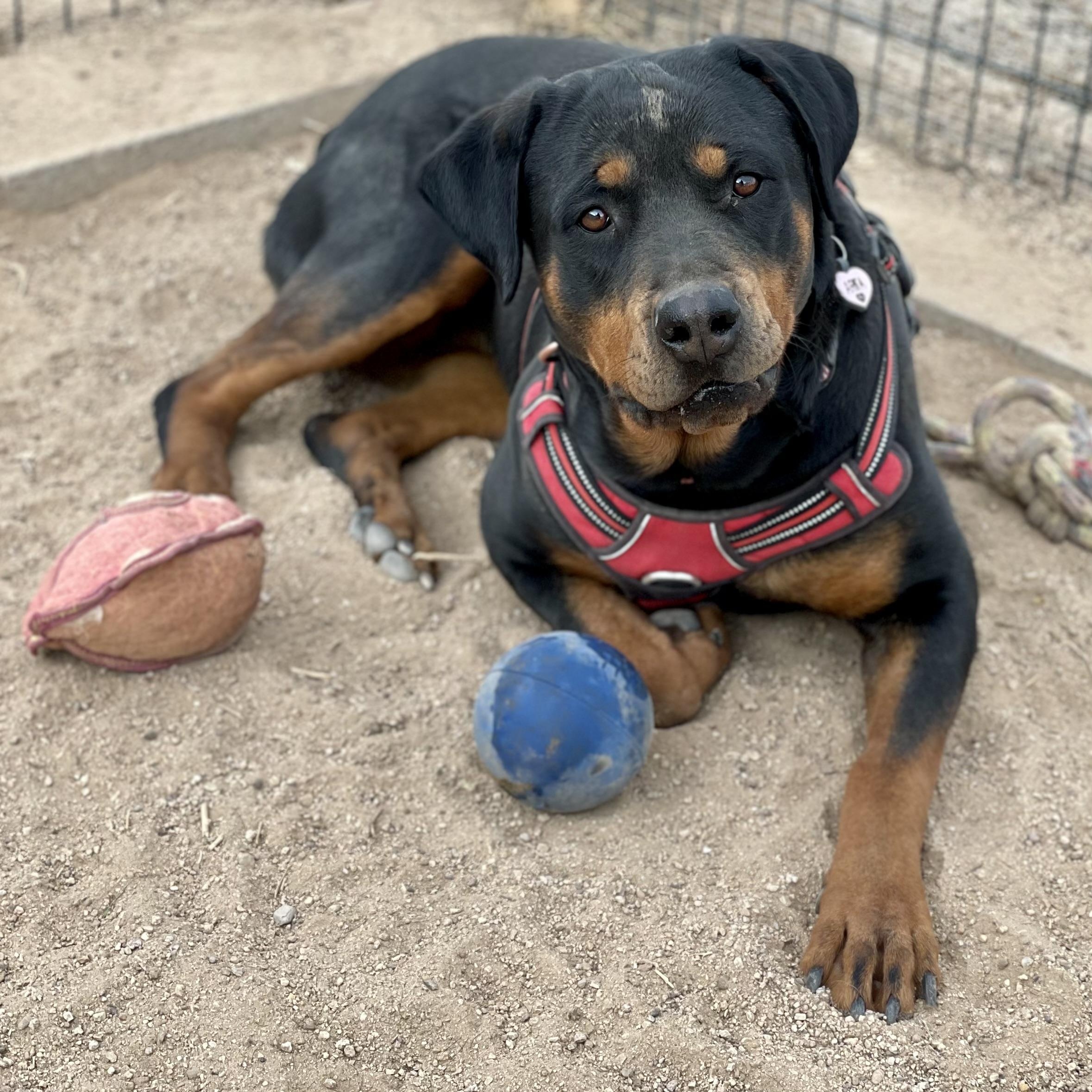 Shelby, a Adoptable Rottweiler in Thatcher, AZ image 2/2