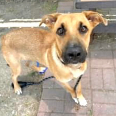 Botas — thumbnail 4