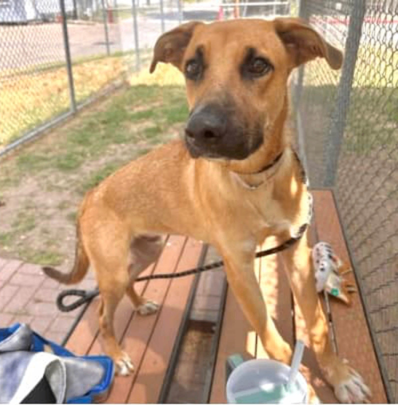 Botas — thumbnail 5