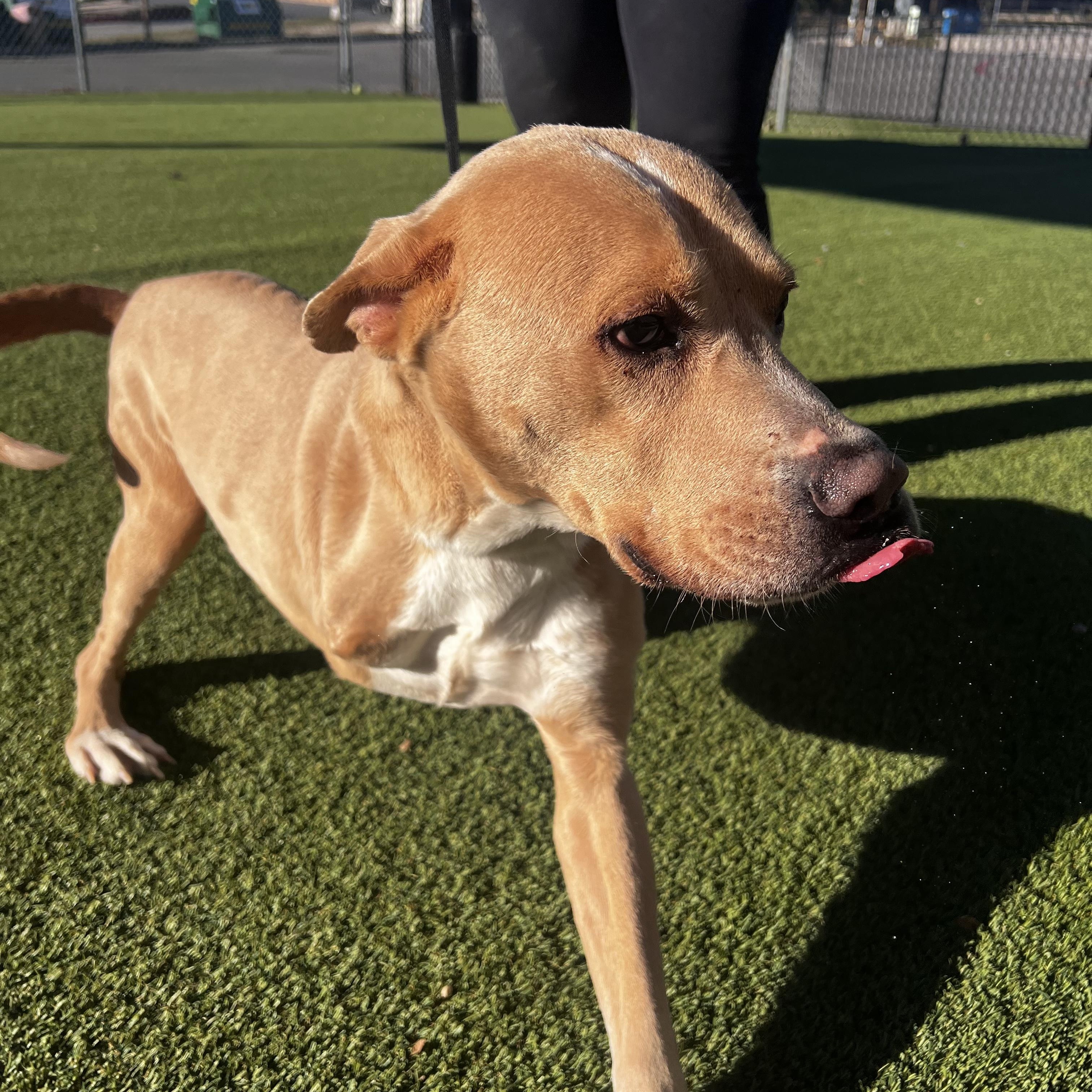 Enlarge Cupid, a ADOPTABLE mixed breed in Smithton, PA image 4/4