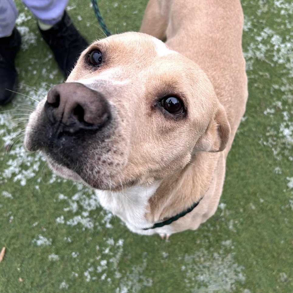 Enlarge Cupid, a ADOPTABLE mixed breed in Smithton, PA image 1/4