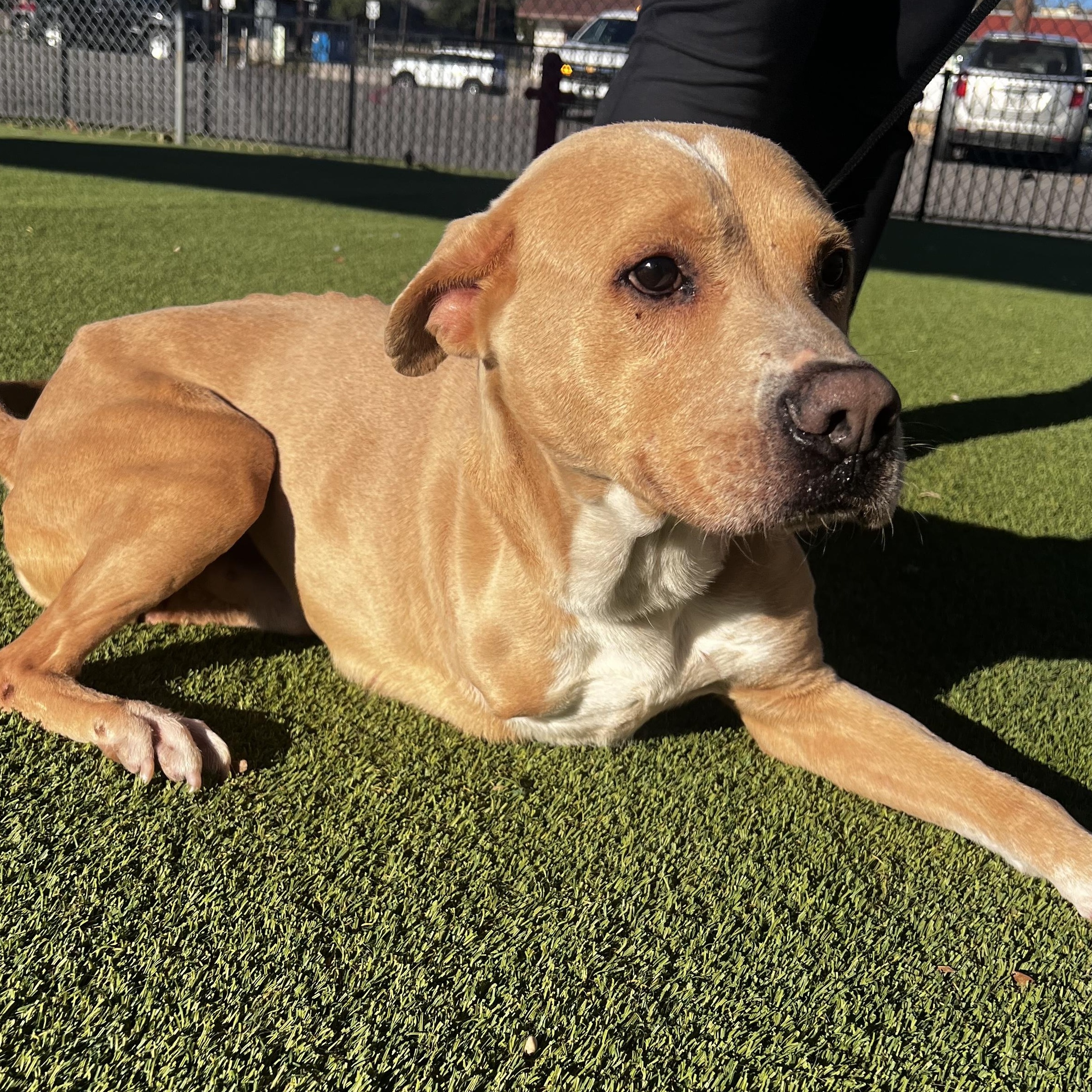 Enlarge Cupid, a ADOPTABLE mixed breed in Smithton, PA image 2/4