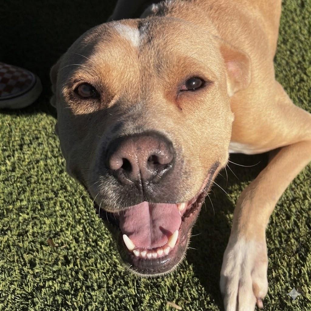 Enlarge Cupid, a ADOPTABLE mixed breed in Smithton, PA image 3/4
