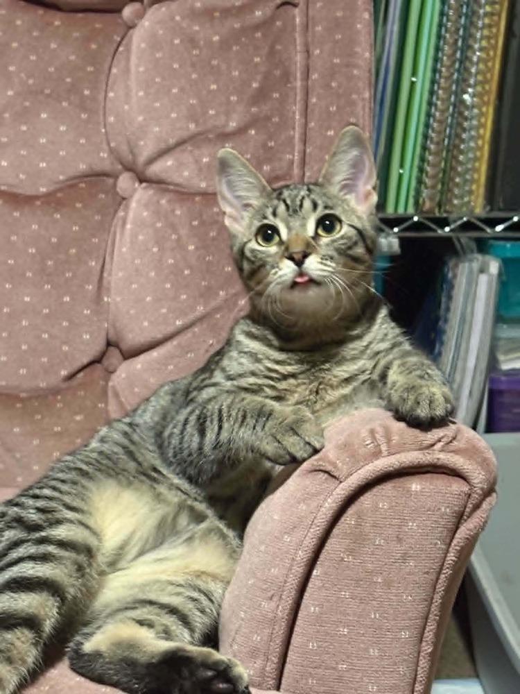 Pochita, Adoptable, Kitten Female Domestic Short Hair.