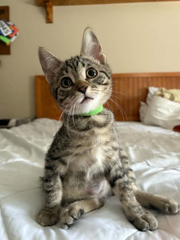 Pochita, a Adoptable Domestic Short Hair in Plymouth, MN image 2/6