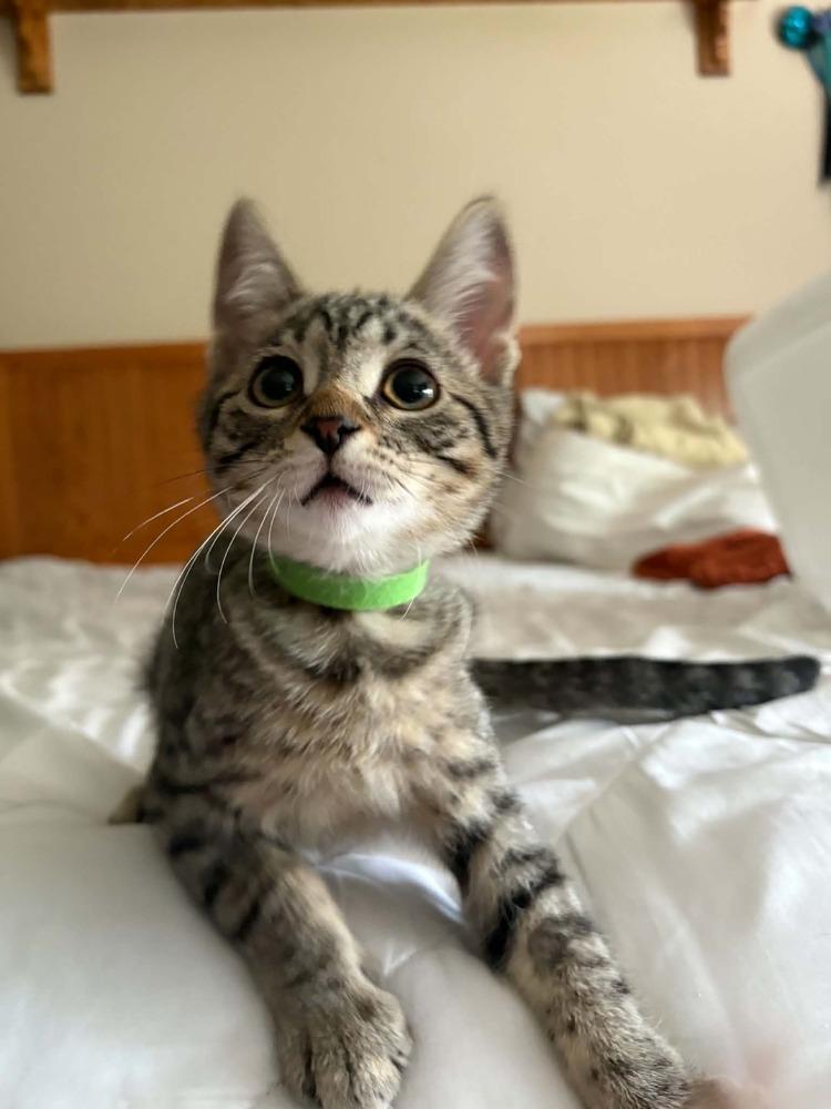 Pochita, a Adoptable Domestic Short Hair in Plymouth, MN image 3/6