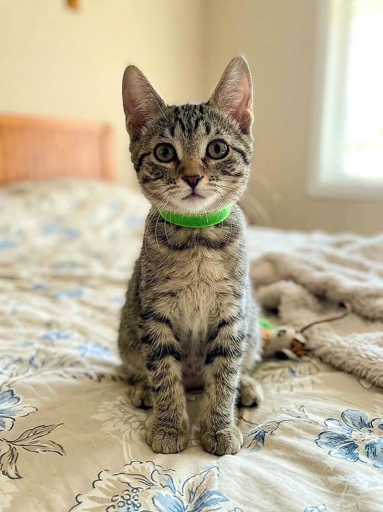 Pochita, a Adoptable Domestic Short Hair in Plymouth, MN image 4/6