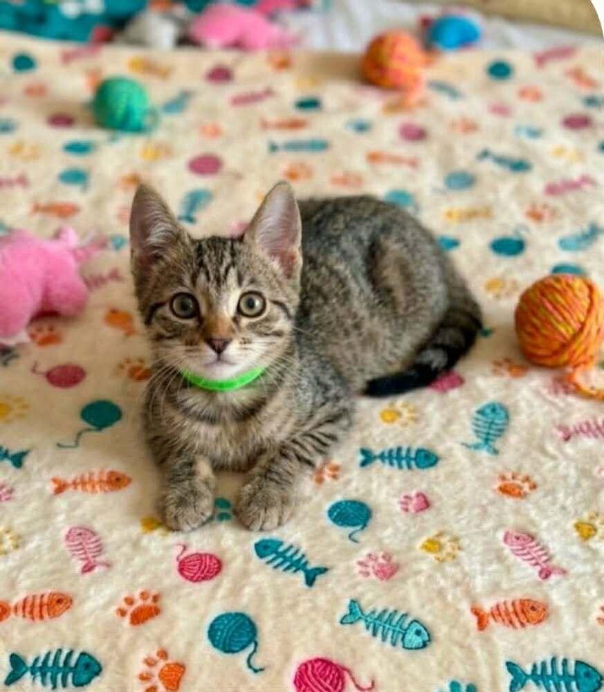 Pochita, a Adoptable Domestic Short Hair in Plymouth, MN image 5/6