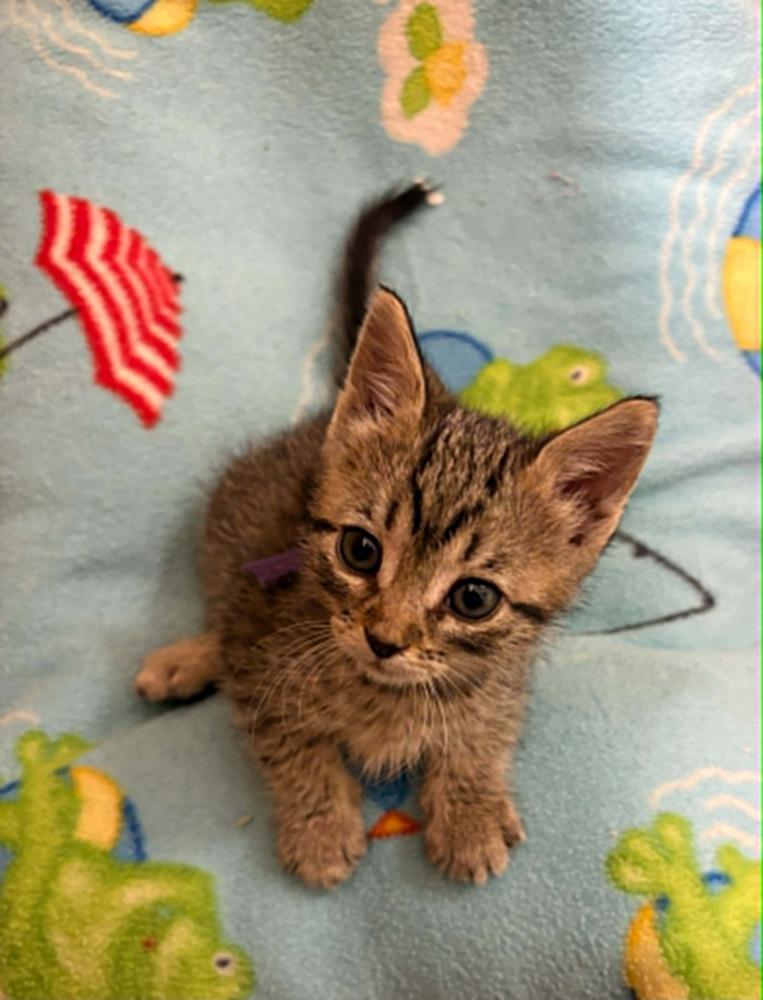 Pochita, a Adoptable Domestic Short Hair in Plymouth, MN image 6/6