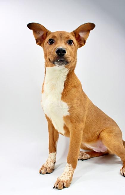 Sirena, Adoptable, Puppy Female Collie & Mixed Breed.