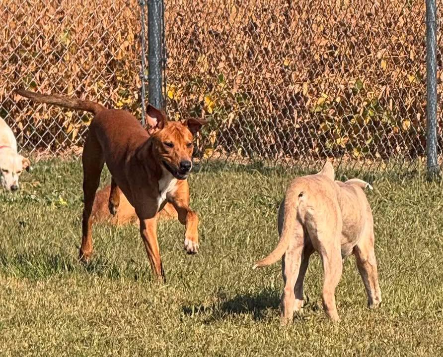 Scottie, Adoptable, Adult Male Coonhound.