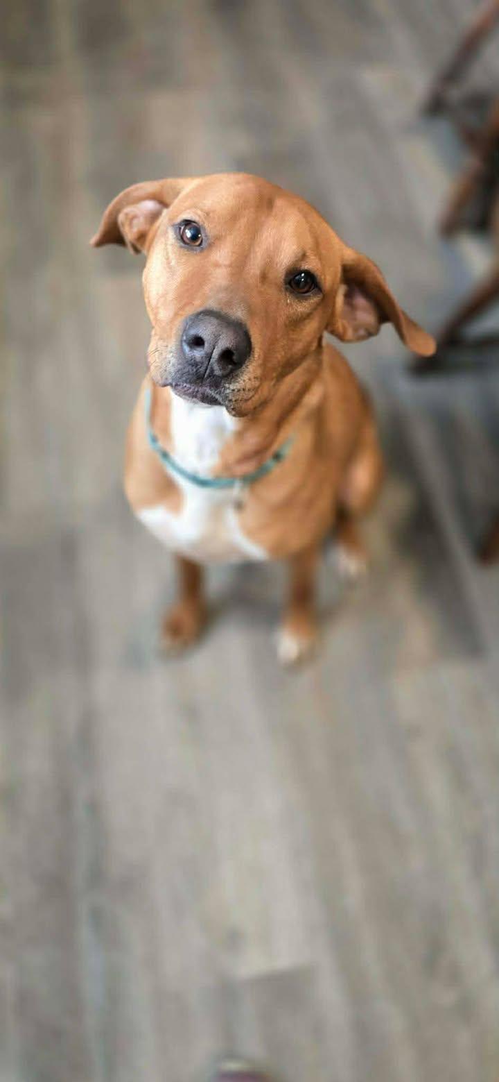 Enlarge Scottie, a Adoptable mixed breed in Brownstown, IN image 2/4