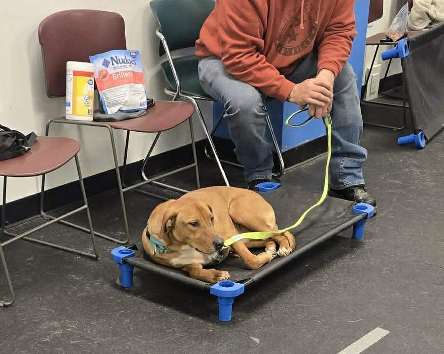 Enlarge Scottie, a Adoptable mixed breed in Brownstown, IN image 3/4