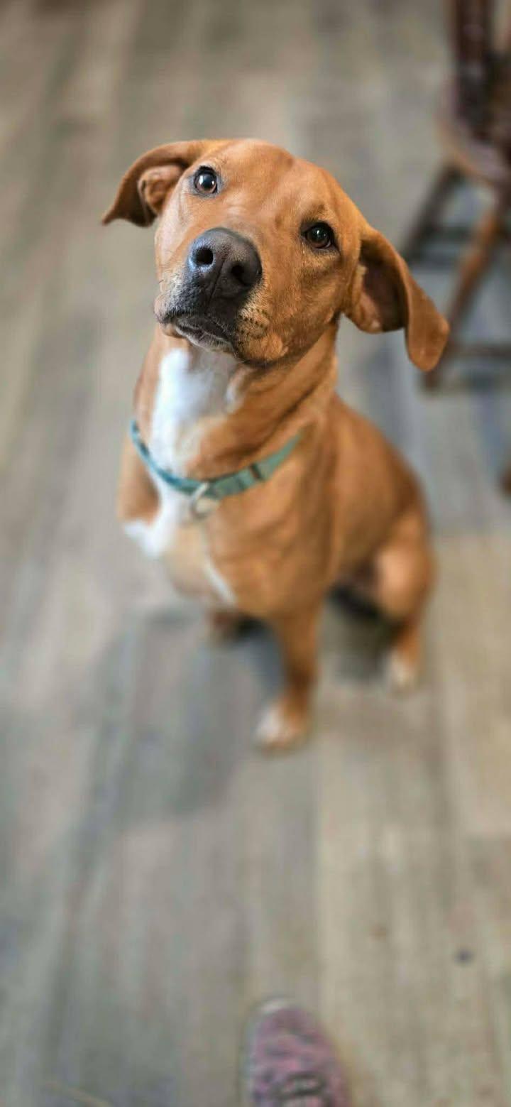 Scottie, Adoptable, Adult Male Coonhound.