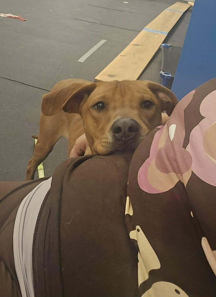 Enlarge Scottie, a Adoptable mixed breed in Brownstown, IN image 4/4