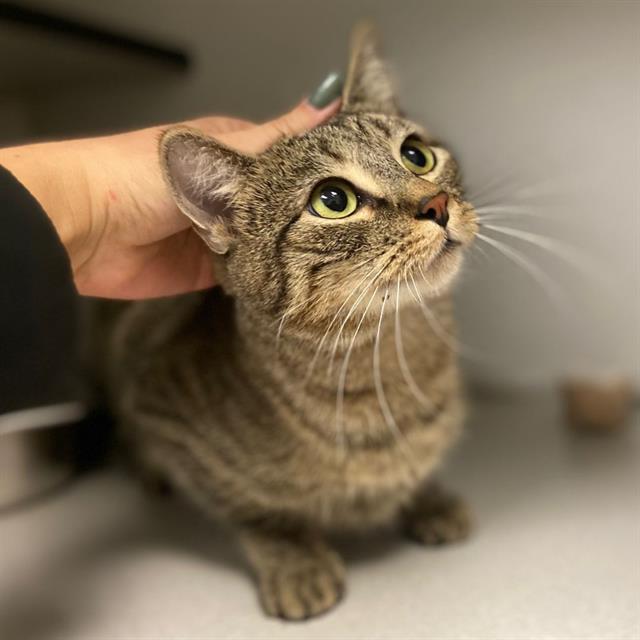 Enlarge QUINN, a Adoptable Domestic Short Hair in Aurora, CO image 2/2