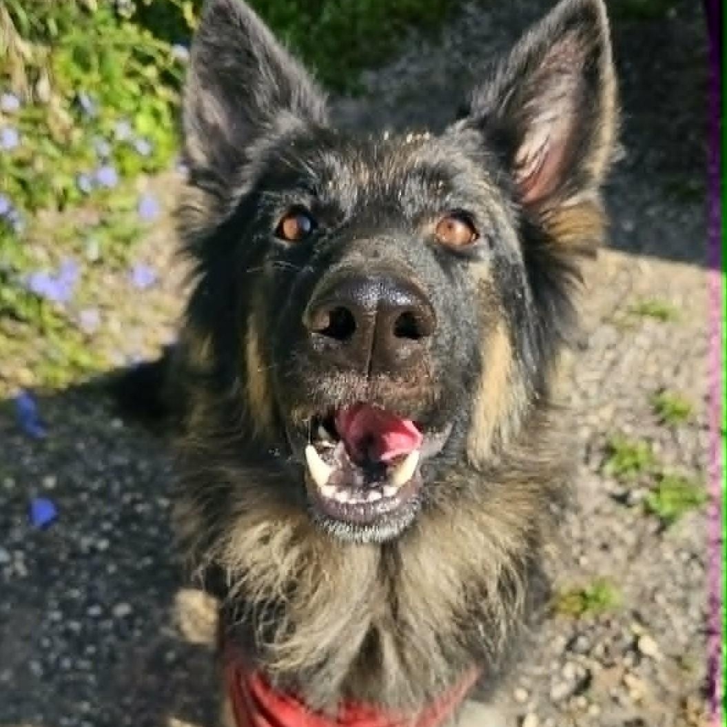 Quinn, a ADOPTABLE German Shepherd Dog in Sparta, WI image 3/4