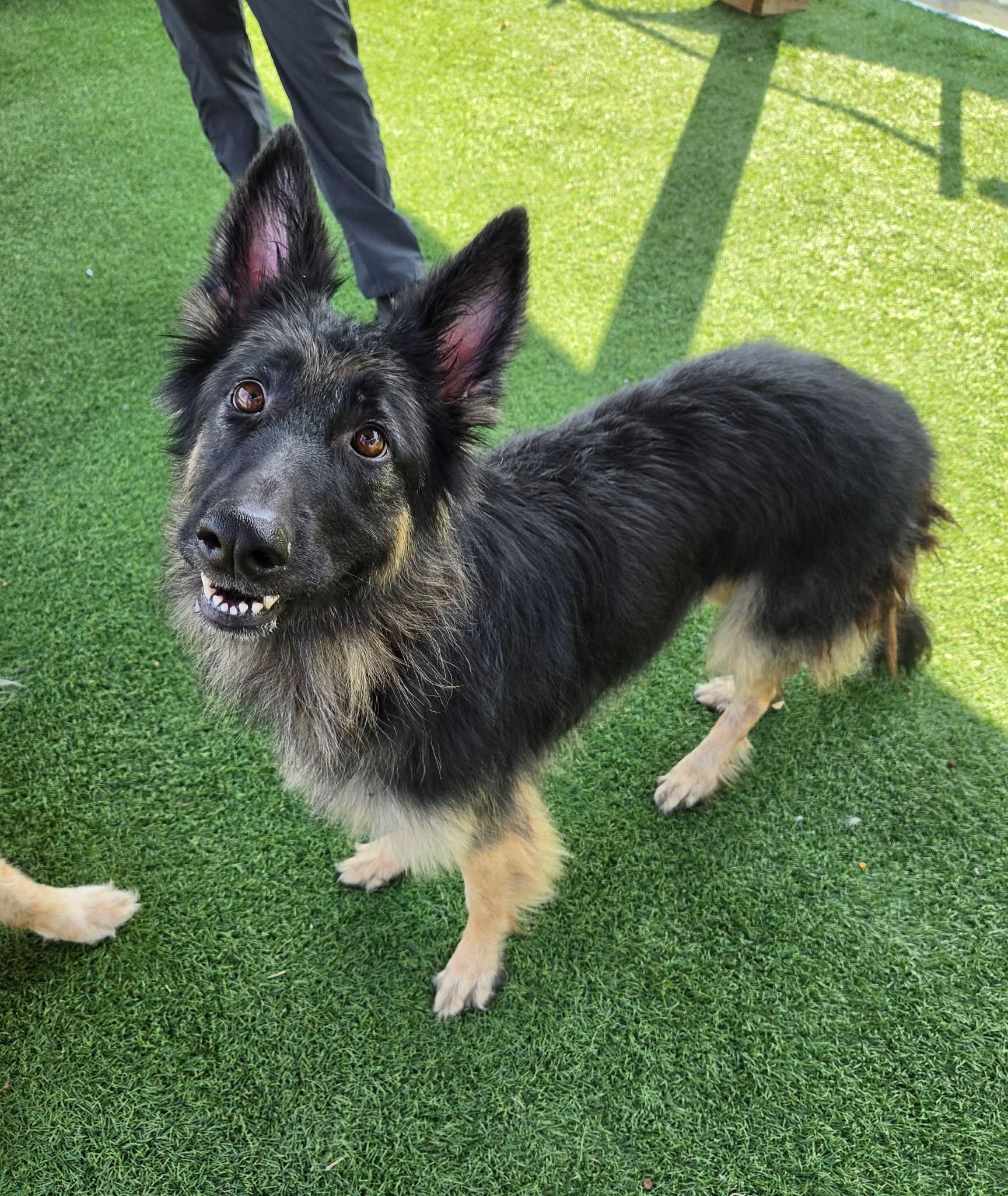 Quinn, a ADOPTABLE German Shepherd Dog in Sparta, WI image 1/4