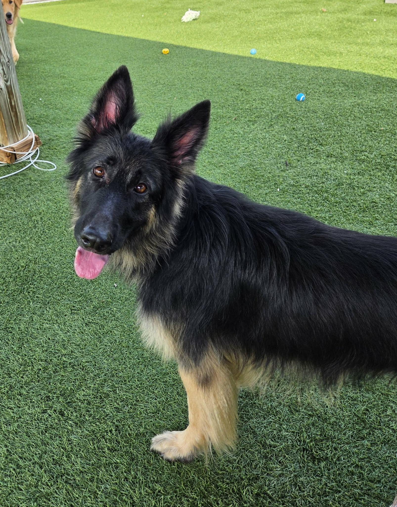 Quinn, a ADOPTABLE German Shepherd Dog in Sparta, WI image 2/4