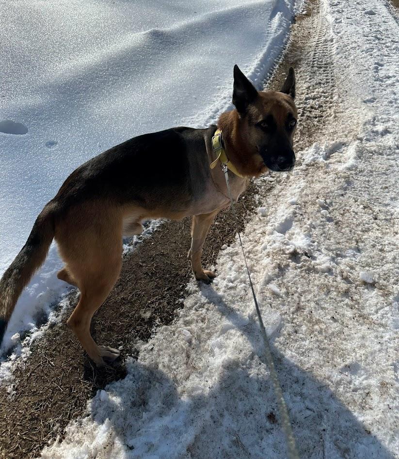 Enlarge Tex, a ADOPTABLE German Shepherd Dog in Prince Frederick, MD image 4/4