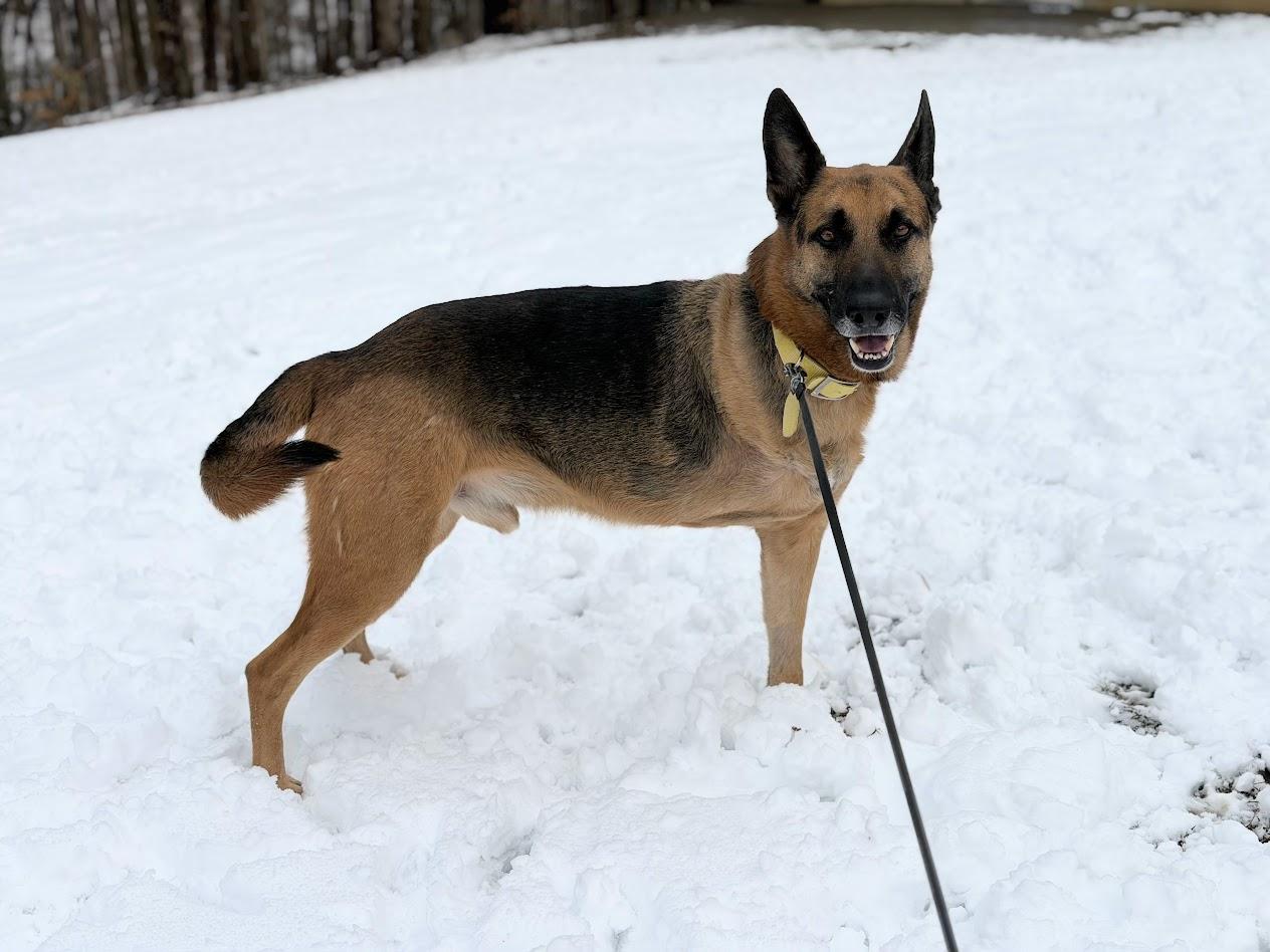 Tex, ADOPTABLE, Adult Male German Shepherd Dog.