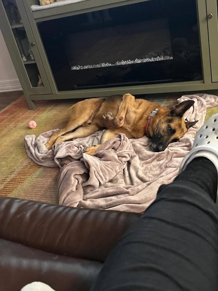 Enlarge Tex, a ADOPTABLE German Shepherd Dog in Prince Frederick, MD image 2/4