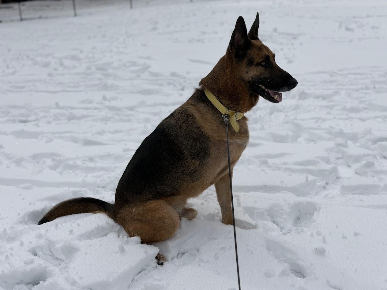 Enlarge Tex, a ADOPTABLE German Shepherd Dog in Prince Frederick, MD image 3/4