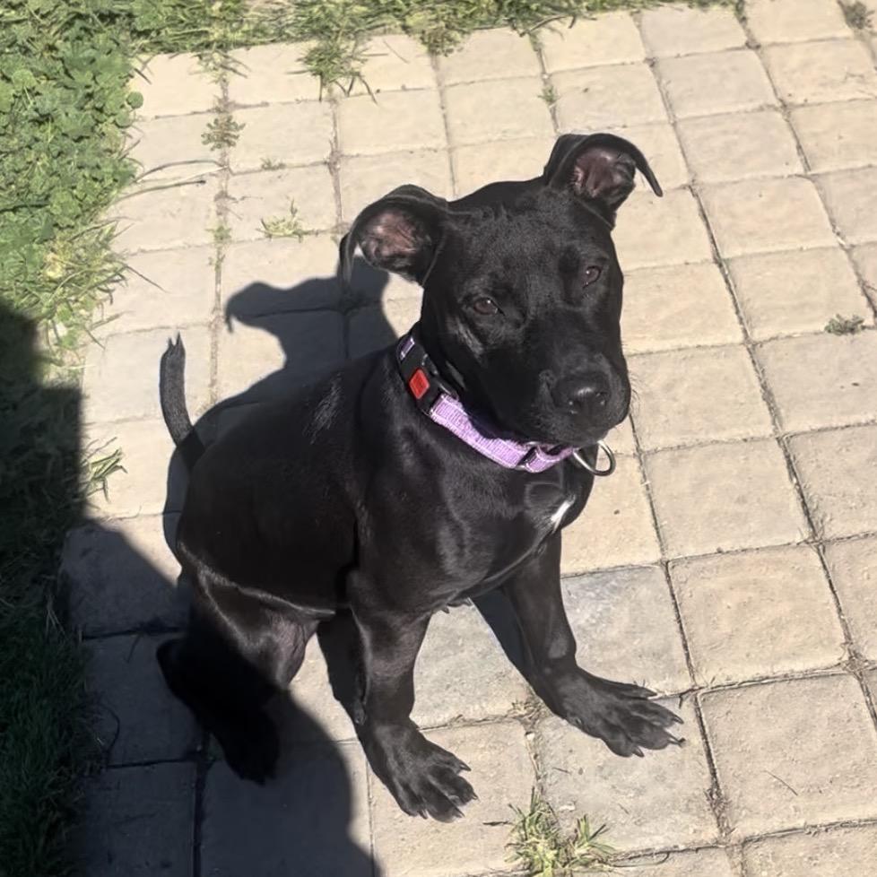 Juliet, Adoptable, Young Female Black Labrador Retriever & Mixed Breed.