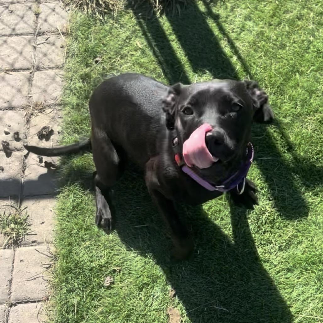 Enlarge Juliet, a Adoptable mixed breed in Marysville, OH image 2/5