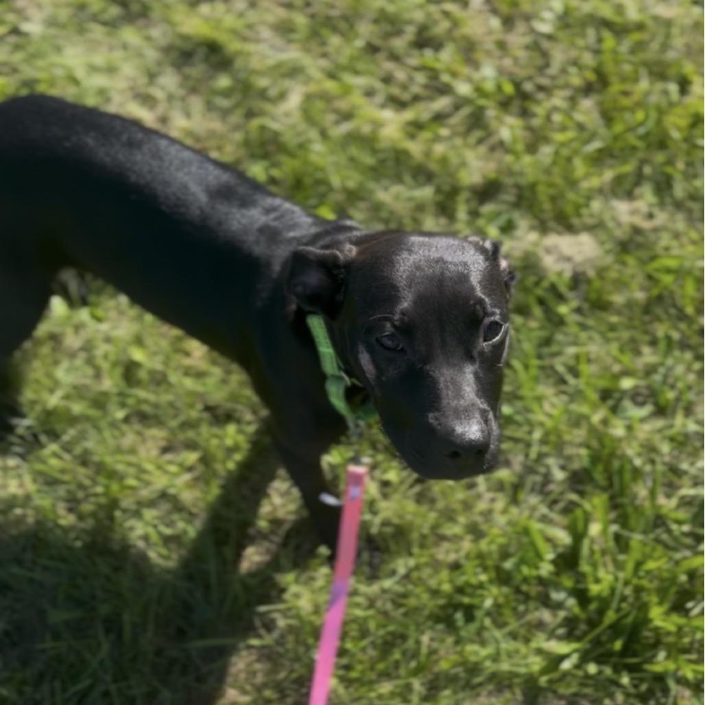 Enlarge Juliet, a Adoptable mixed breed in Marysville, OH image 3/5